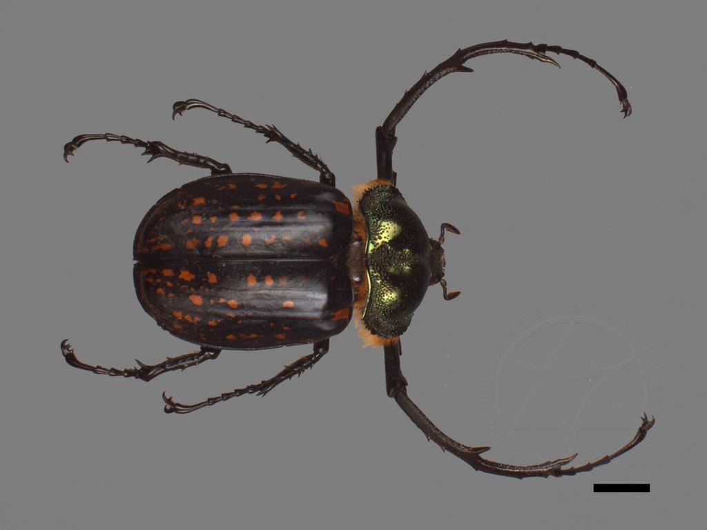Cheirotonus macleayi formosanus Ohaus (Formosan Long-armed Scarab
